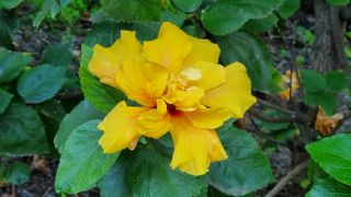 2024-01-GranCan-Jardin_de_la_Marquesa-104.jpg